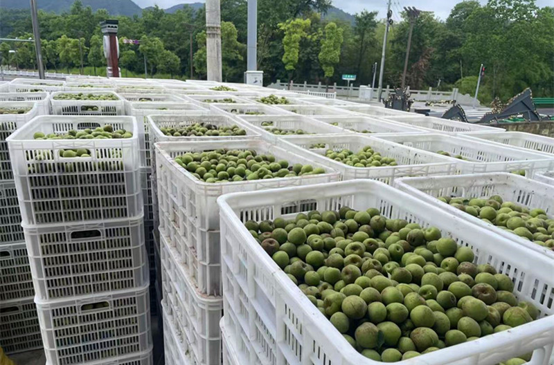 皖黟縣西遞鎮：農文旅融合的「源川探索」