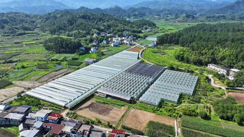 皖屯溪區：體驗採摘之樂 感受鄉村風情