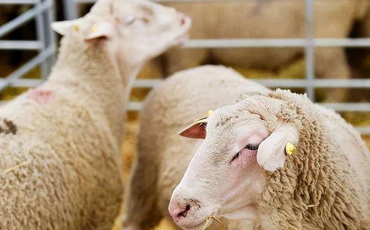 土耳其暫時關閉牲畜市場以防控口蹄疫