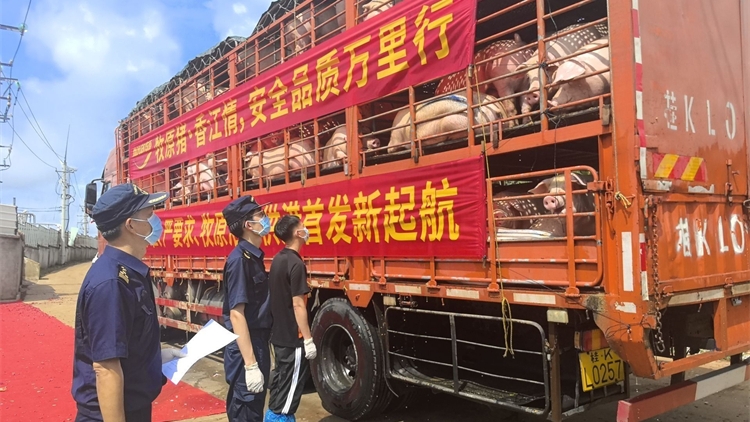 湛江雷州首批108頭活豬出口港澳市場