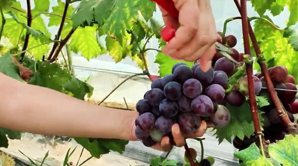 【視聽山東】特色農業繪就鄉村振興新畫卷