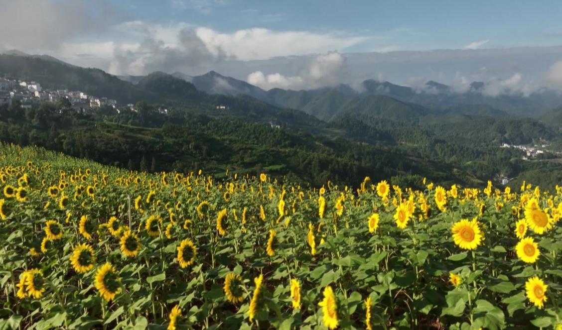 皖歙縣：賞雲海看花海學非遺  解鎖「坡山夏日浪漫」