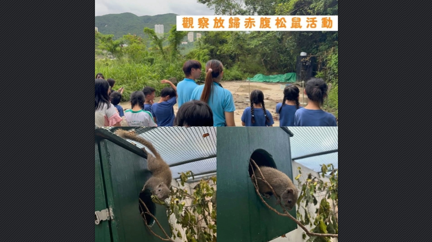 海洋公園聯同嘉道理農場暨植物園合作 再成功「軟式野放」赤腹松鼠