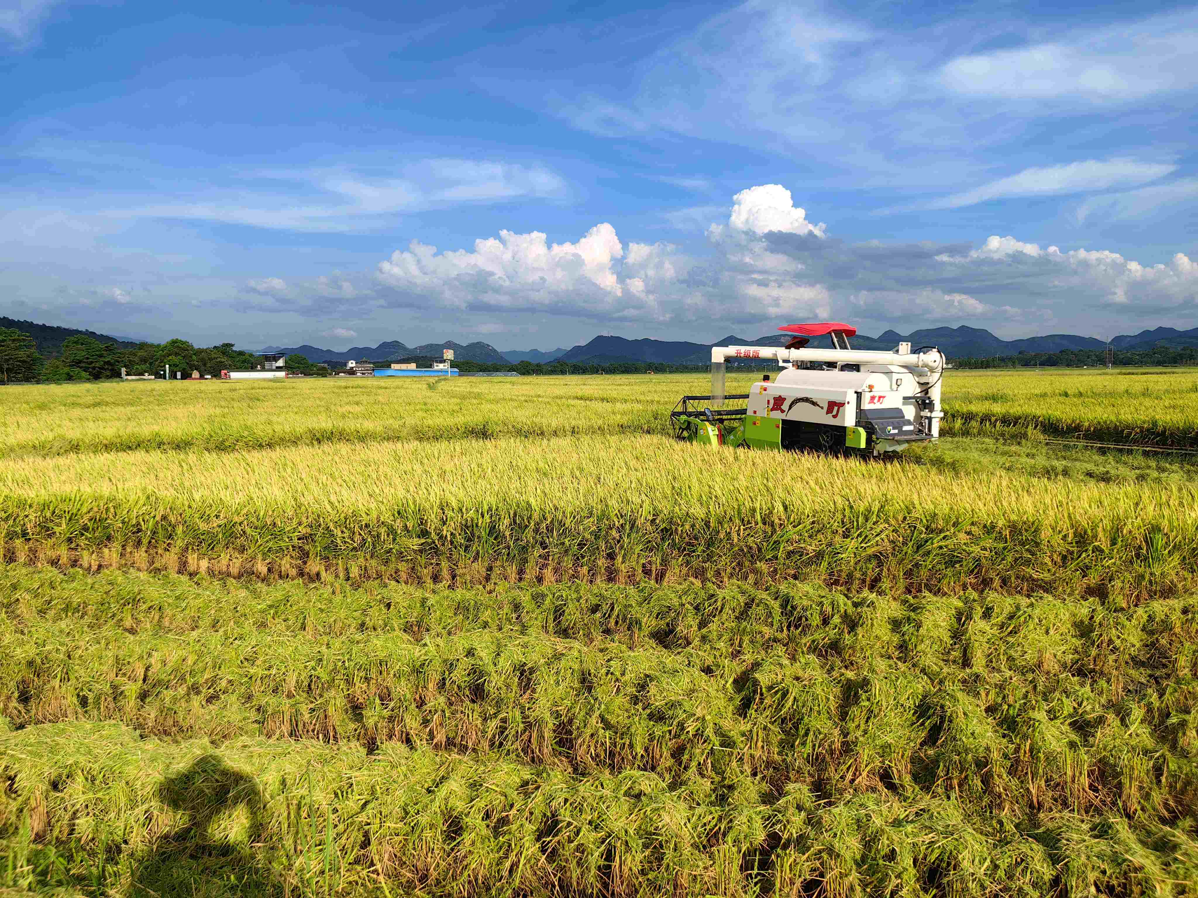 廣西早稻豐收在望 智能化農機助力顆粒歸倉