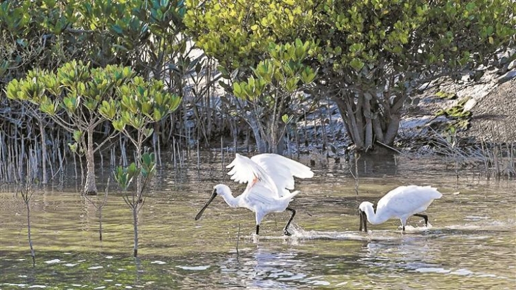 深圳推出全國首個生物多樣性友好公園建設地方性技術文件