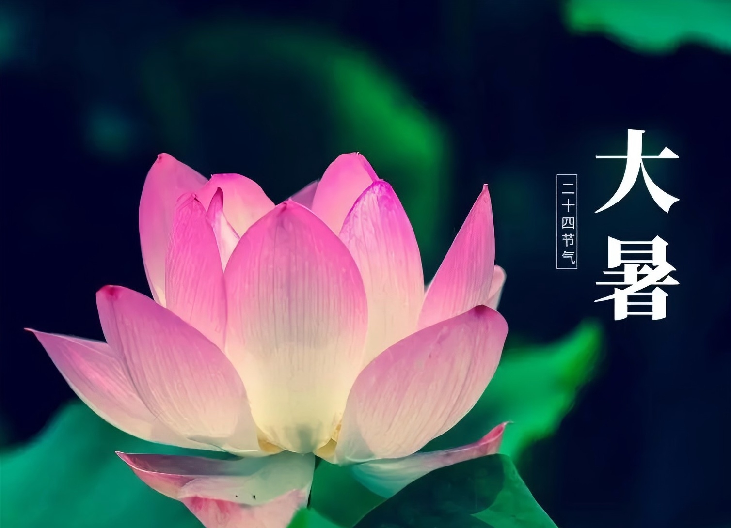 節氣專稿|陳耀輝：大暑