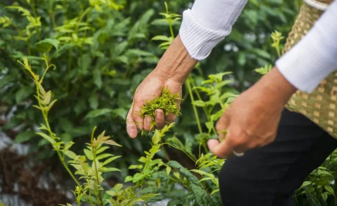 第三屆來鳳國際藤茶大會將在湖北來鳳舉行