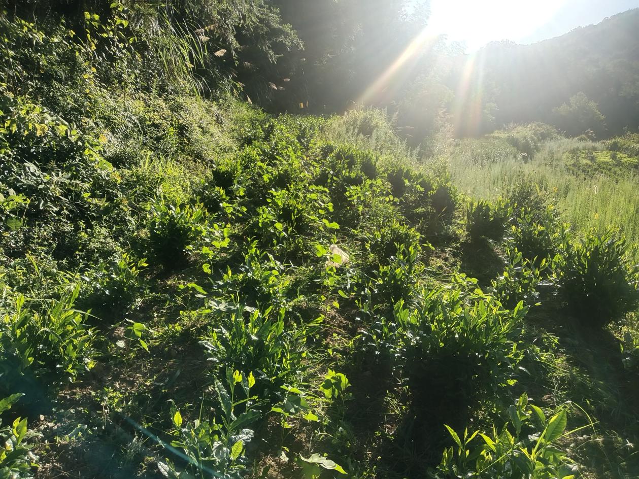 皖祁門縣：堅持綠色發展 深耕「生態興茶」