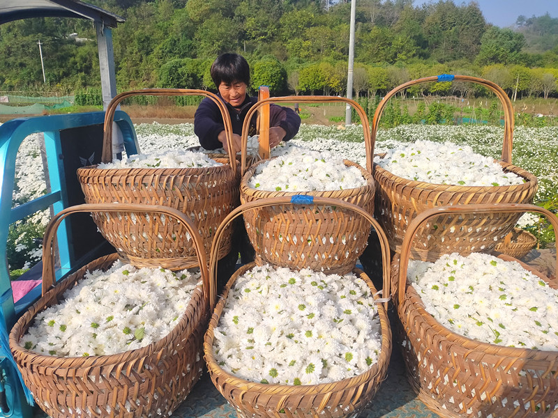 皖休寧縣：七月菊花喜獲豐收