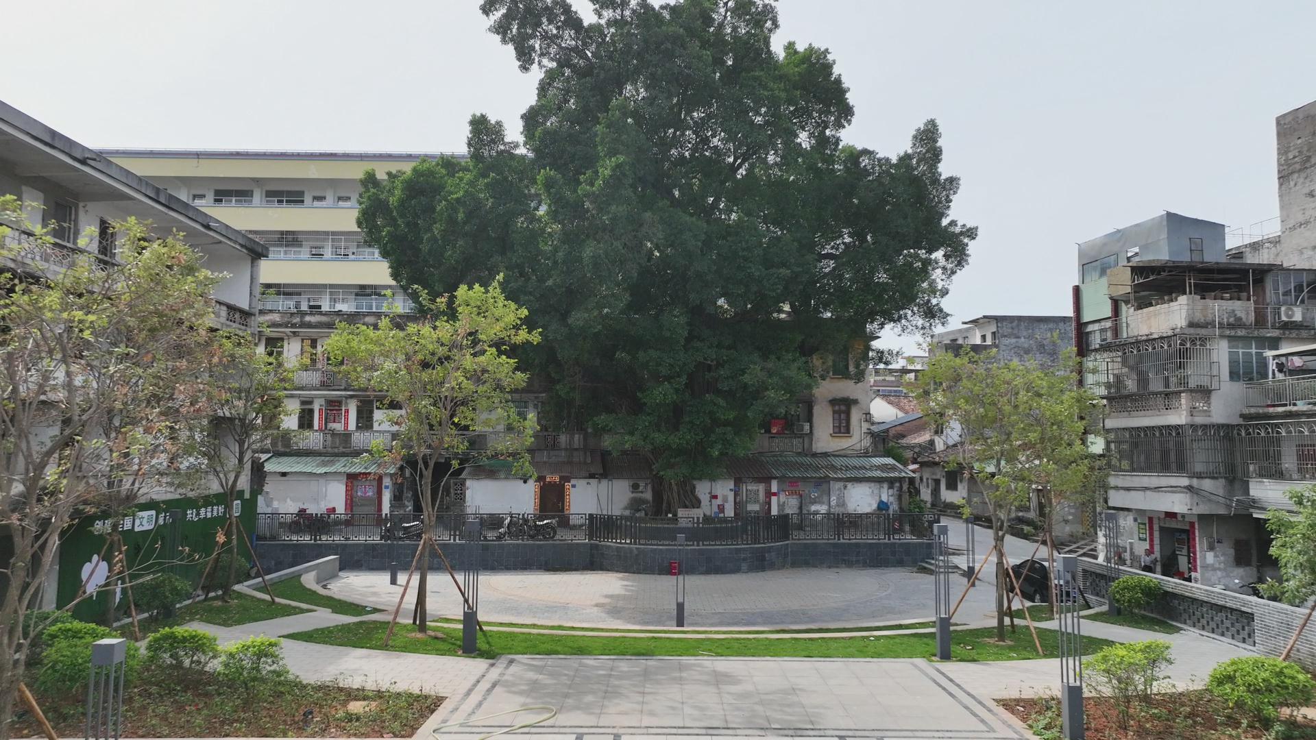 榕城故事丨博羅大榕樹見證崢嶸歲月