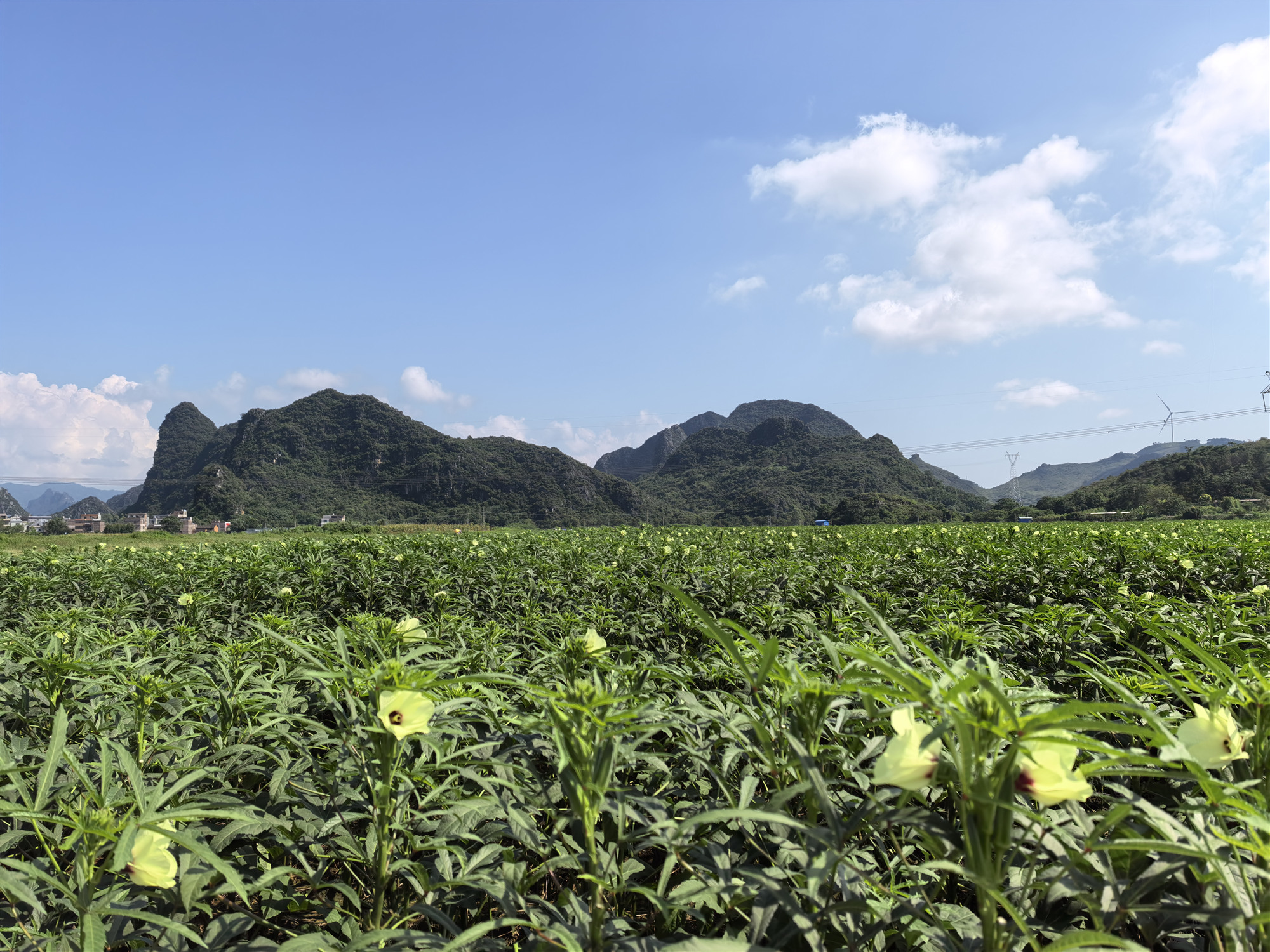 記者走進桂賀州供港蔬菜基地 朔源生態之地產好菜