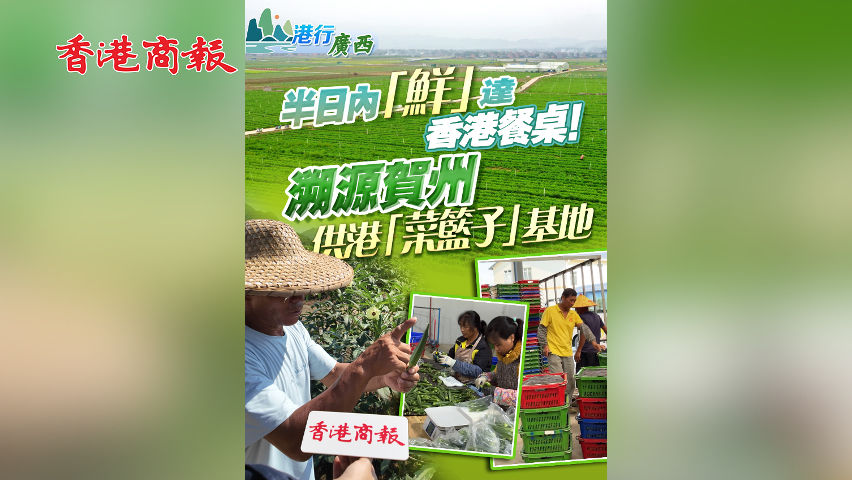 有片丨【港行廣西】半日內「鮮」達香港餐桌！溯源賀州供港「菜籃子」基地