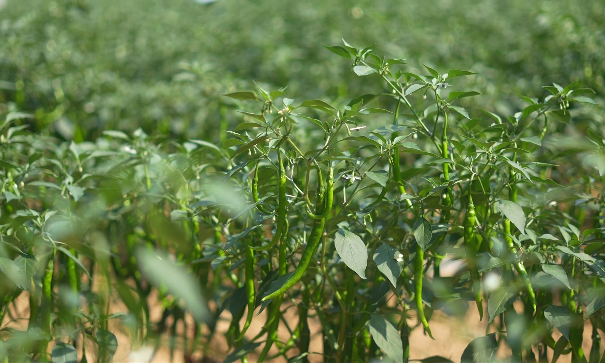 四川梓潼：實幹繪就豐收卷 產業勃發啟新程