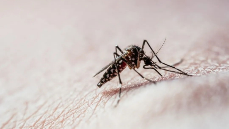 佛山新增報告基孔肯雅熱確診病例333例