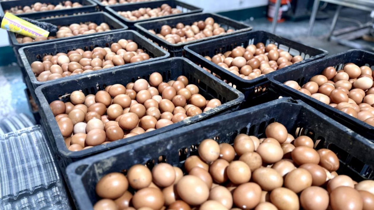 皖黟縣宏潭：海蘭雞蛋孵出「致富密碼」