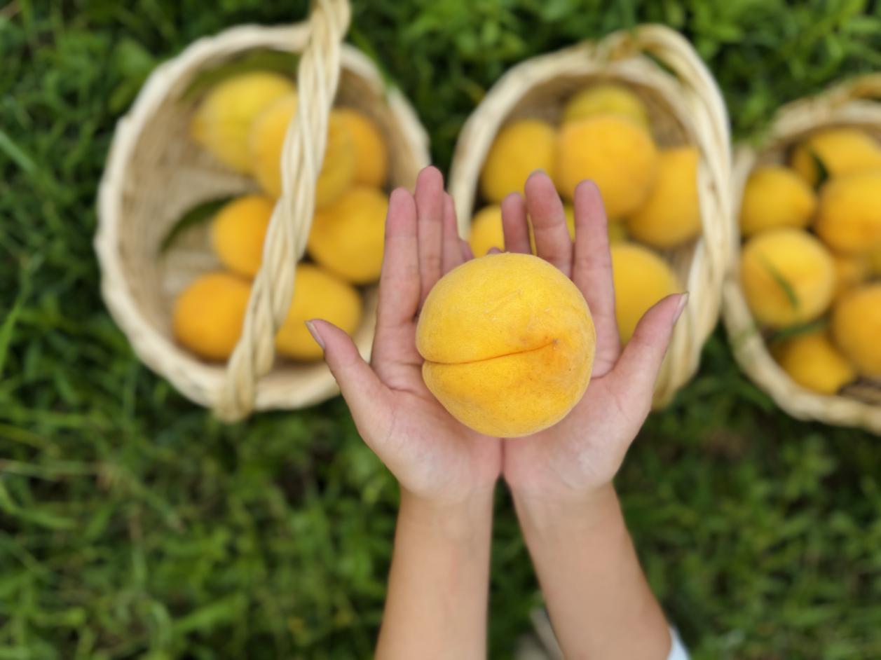 皖黟縣宏潭黃桃喜獲豐收