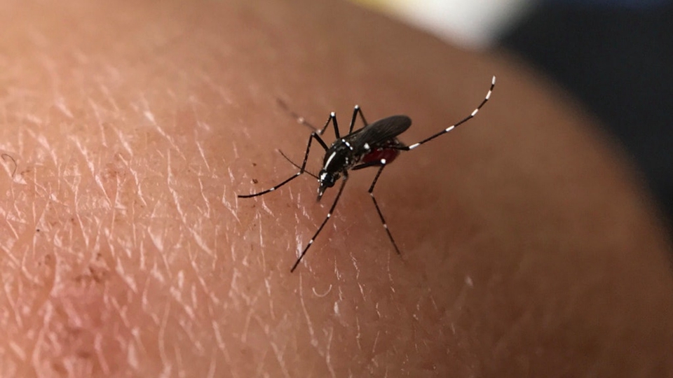 8月白紋伊蚊誘蚊器指數：屯門掃管笏最高達16.4%