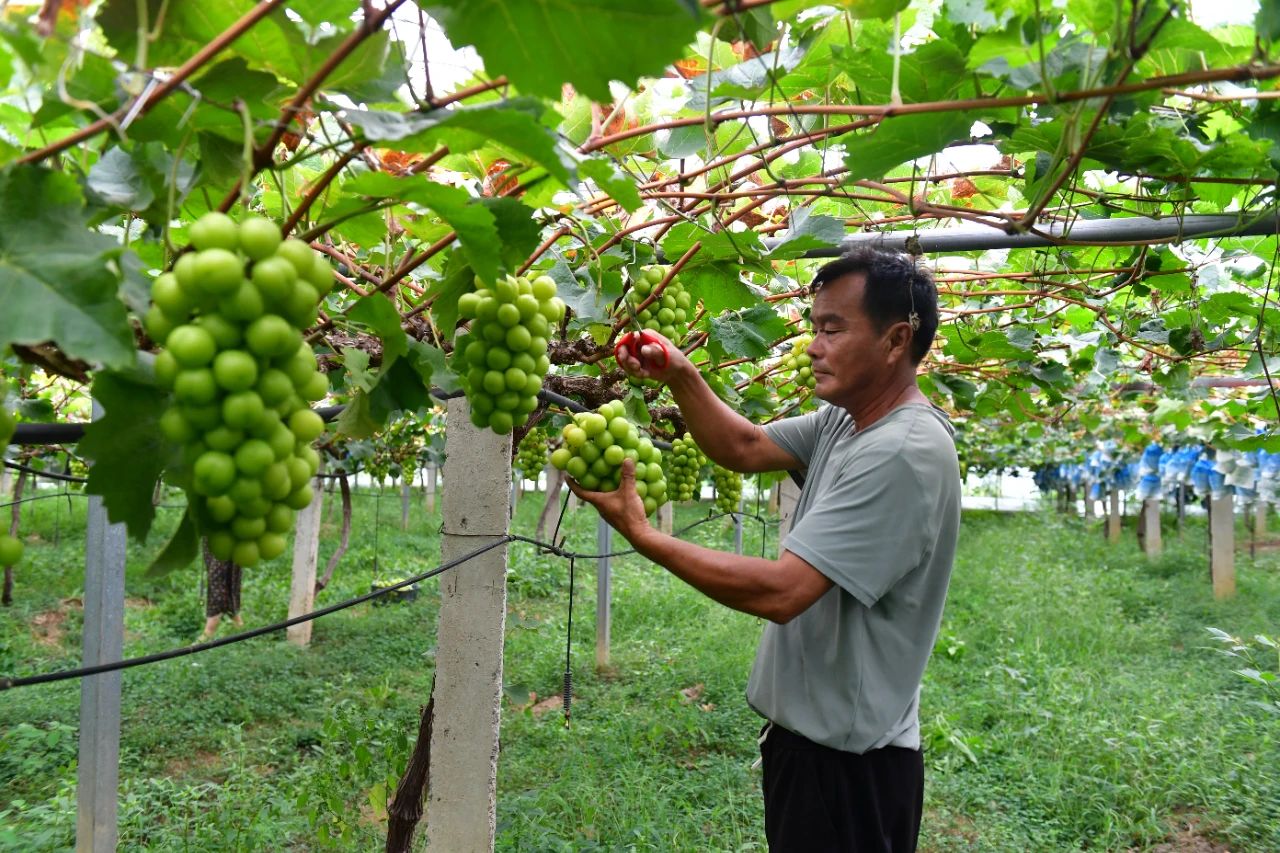 皖巢湖市六千畝葡萄甜蜜上市 開啟秋日「萄」醉時光