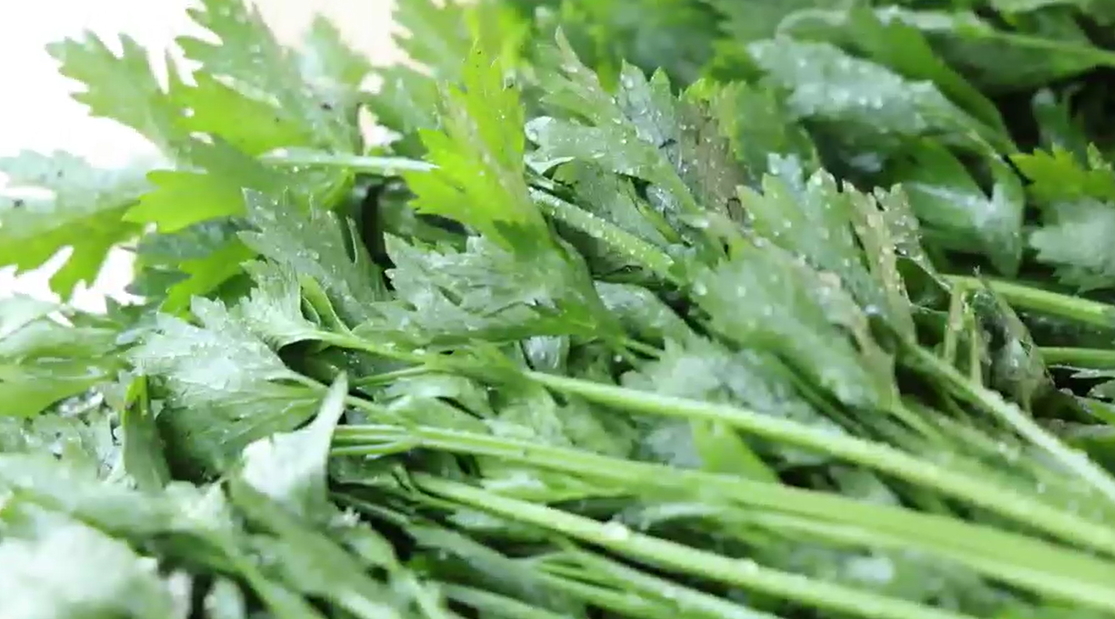 【視聽山東】芹菜豐收季 田間 「綠」 意濃