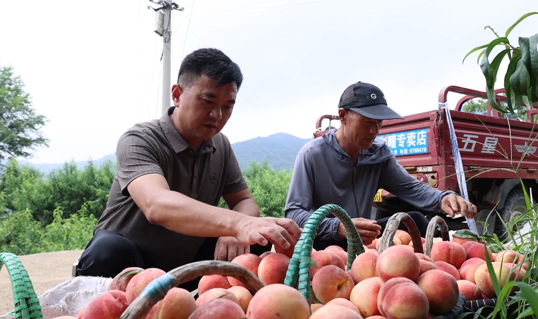 【視聽山東】桃香滿山：邱家莊的盛夏豐收