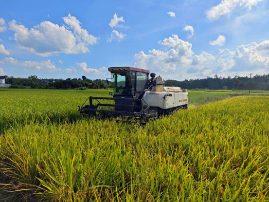 「一種兩收」優產增效 皖休寧縣再生稻喜迎豐收