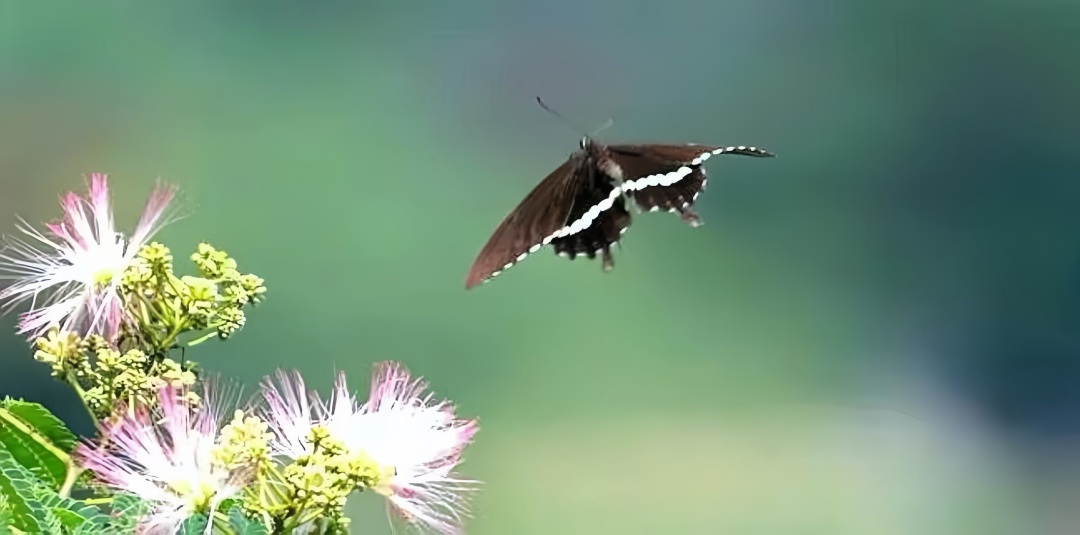 【長在隨筆】退翁攝影應和記趣