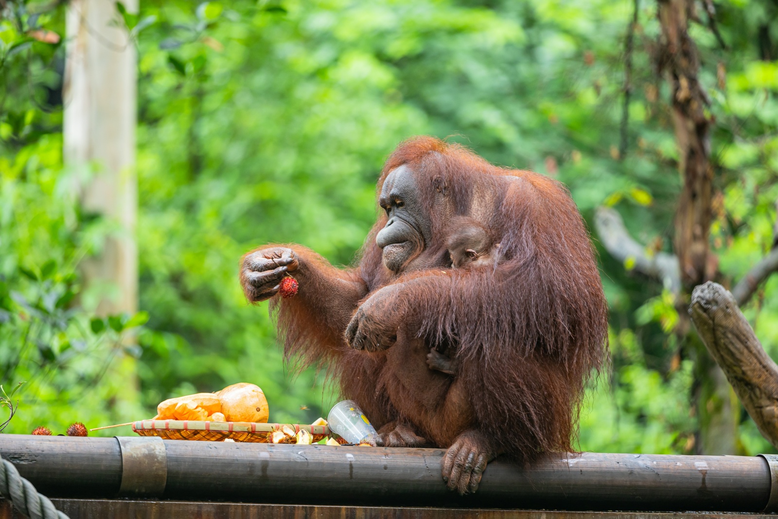  國際紅毛猩猩日穗長隆野生動物世界喜添「猩」丁