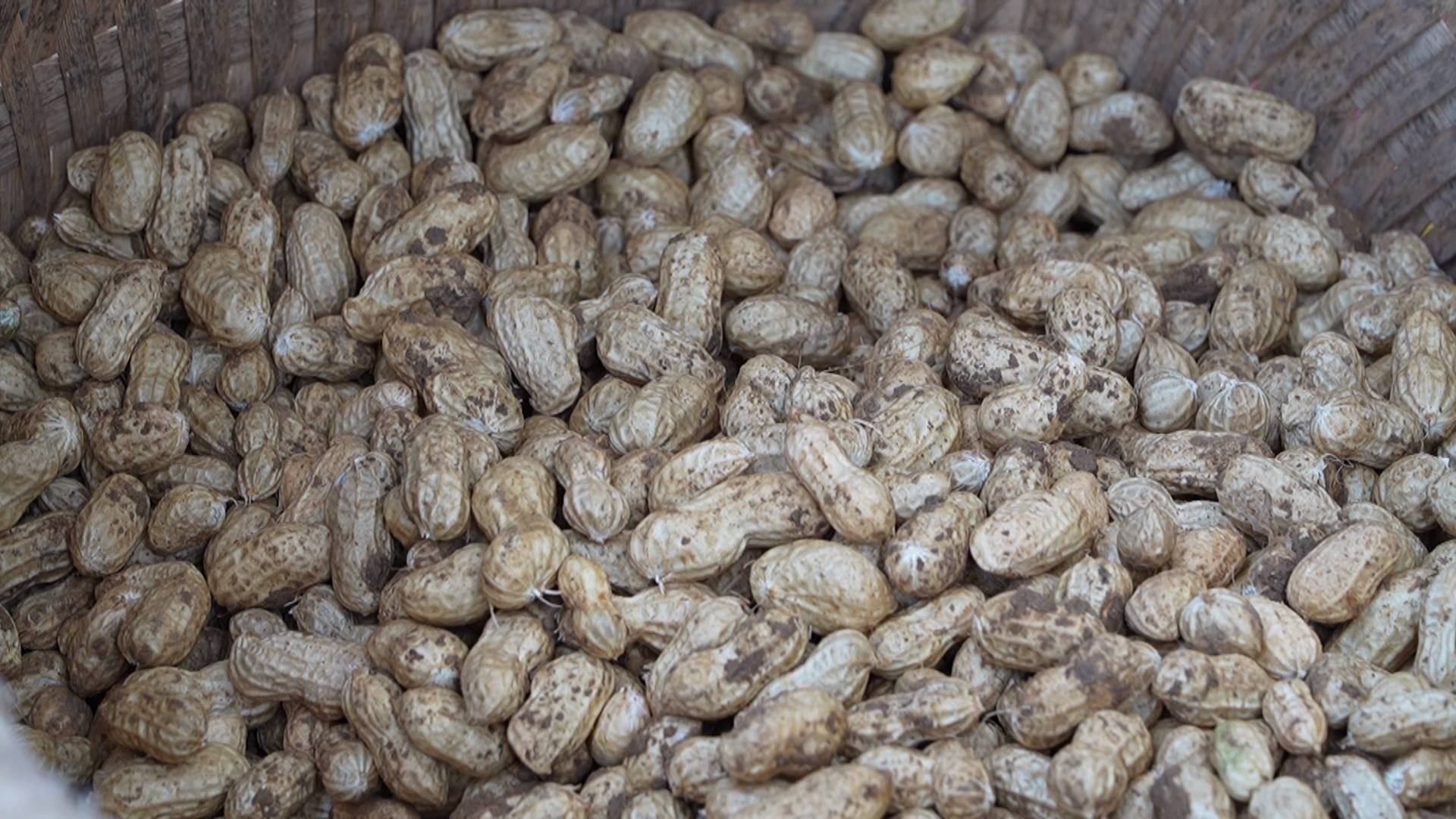 預計產值超兩億元 四川梓潼6萬畝花生助農增收