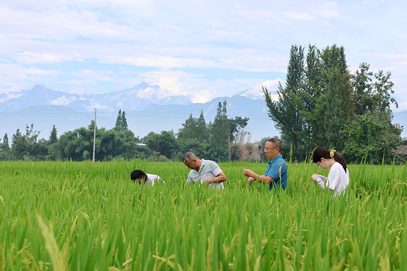 確保秋糧穩產增收 四川綿竹農技專家深入田間「把脈問診」