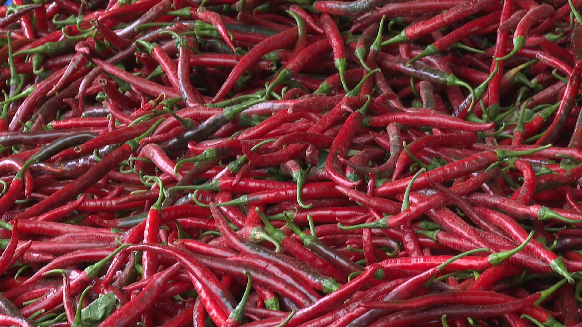 政府助力村民務工超5000萬 四川梓潼紅辣椒產業火了