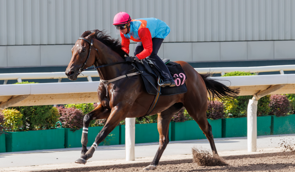 有片丨為新馬季復出作好準備  嘉應高昇試閘大勝十四個馬位