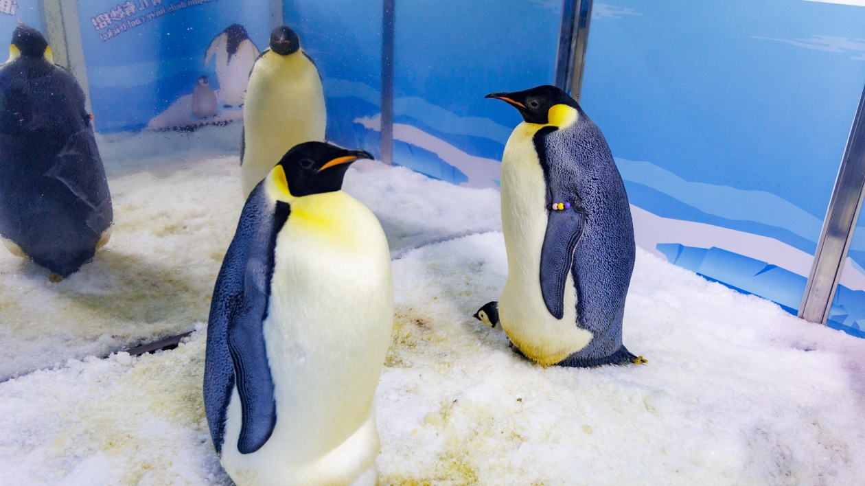 長隆再次刷新帝企鵝繁育紀錄！企鵝寶寶萌動亮相