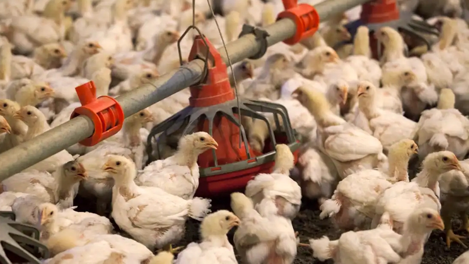 本港暫停進口美國加利福尼亞州洛杉磯縣禽肉及禽類產品