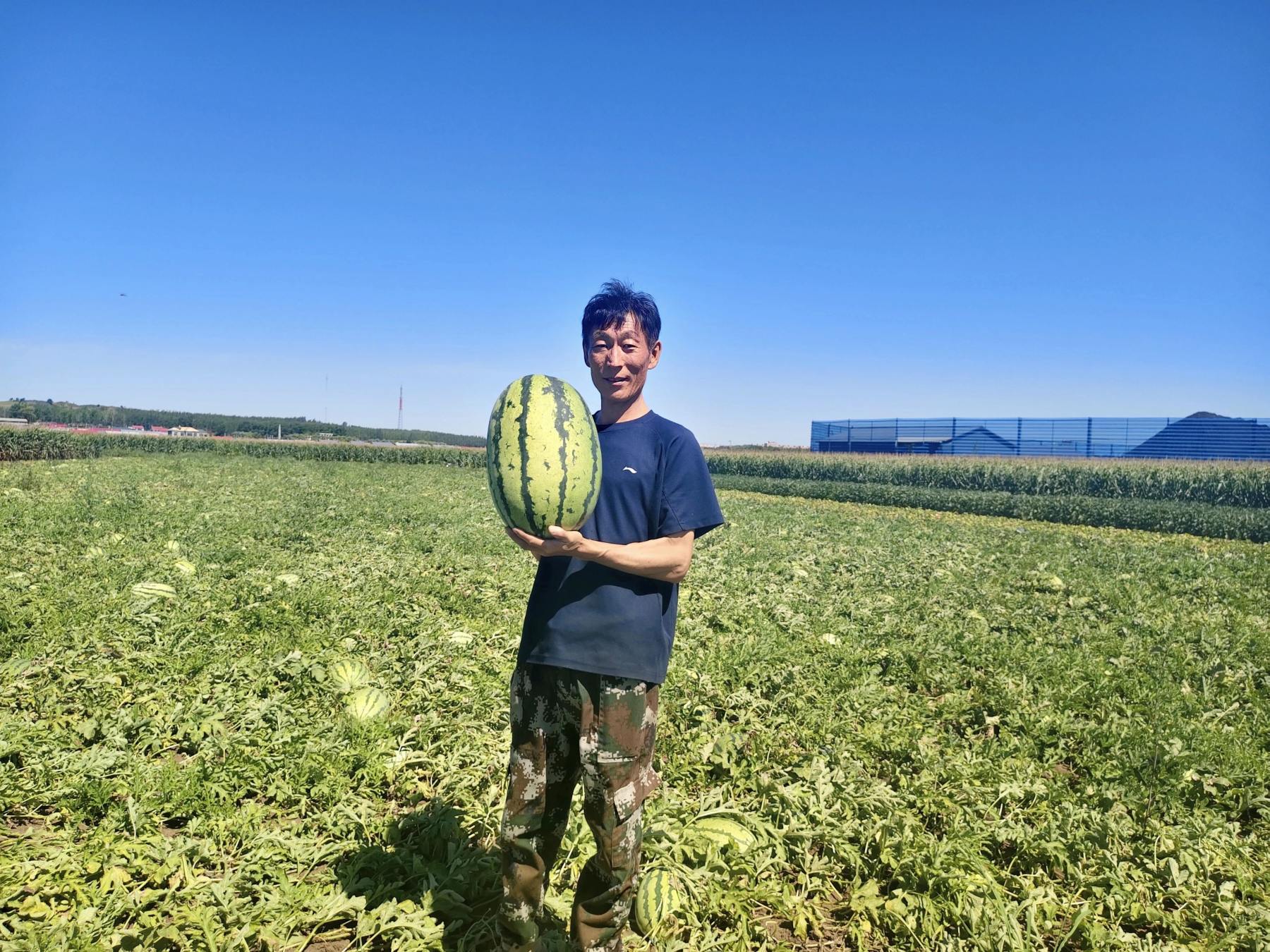 黑龍江寶清：瓜香引領致富路 鄉村振興「甜味濃」