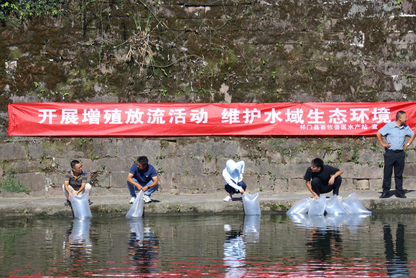 30萬尾魚苗「遊」進閶江河！皖祁門縣增殖放流持續為生態賦能