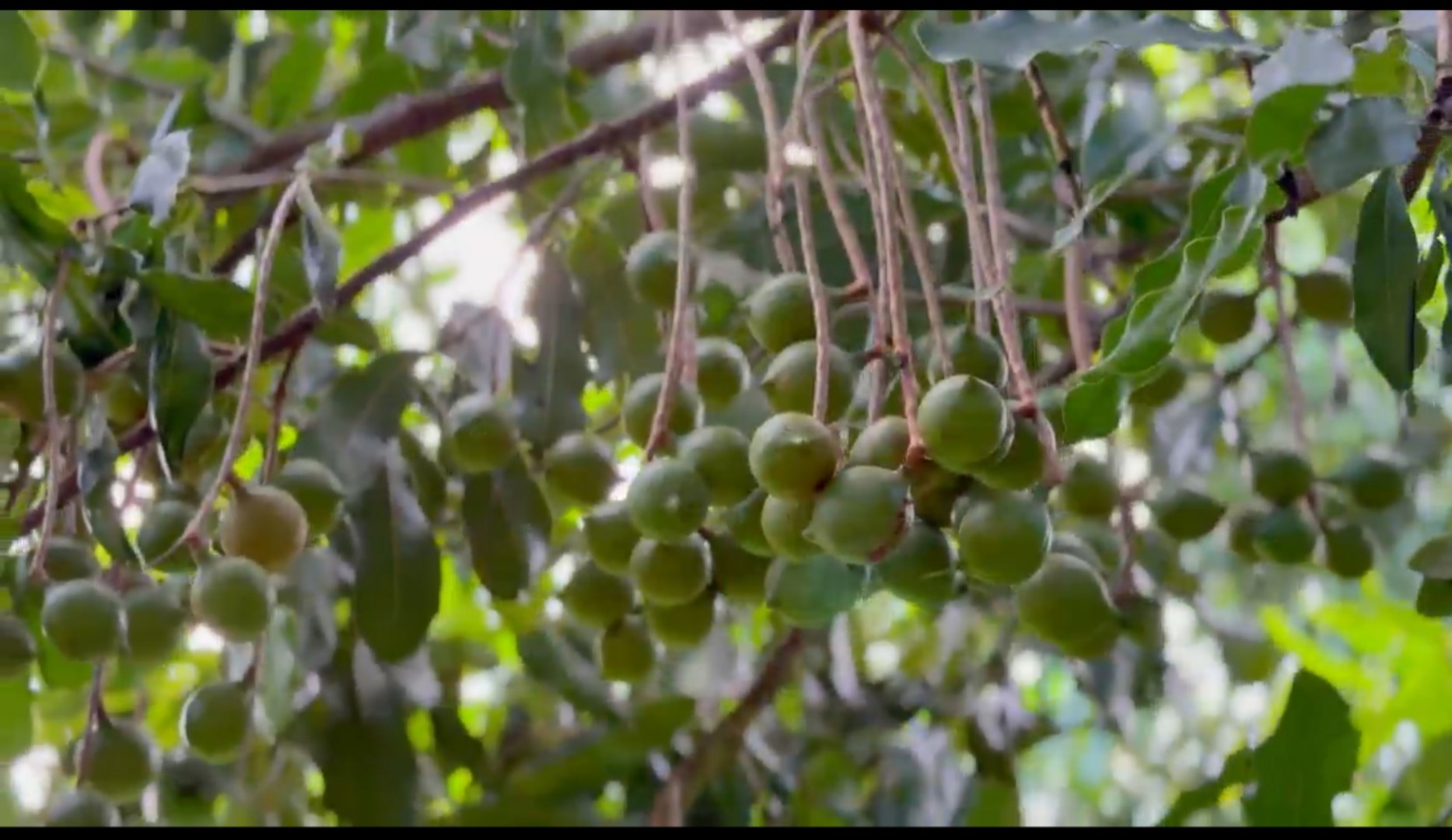 有片丨雲南盈江縣第三屆澳洲堅果開採節将举行