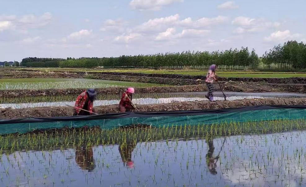寒地小龍蝦從雙城「破冰」而出：打造「北蝦南運」之路