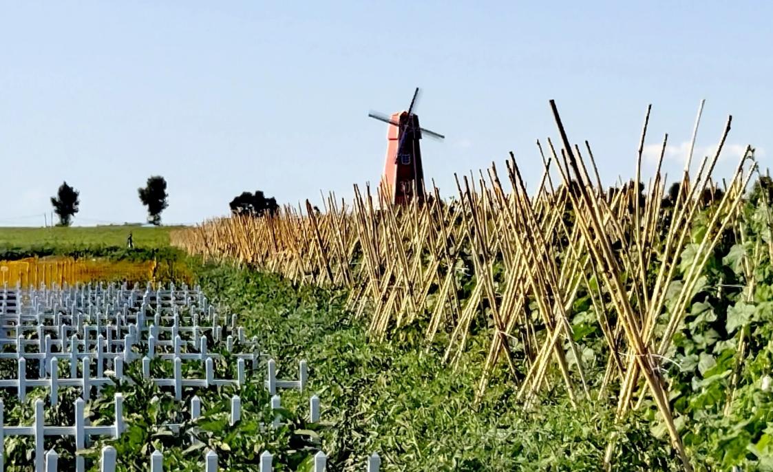 哈市雙城區打造近郊鄉村游新地標：西斯米莊園田園風光體驗正當時