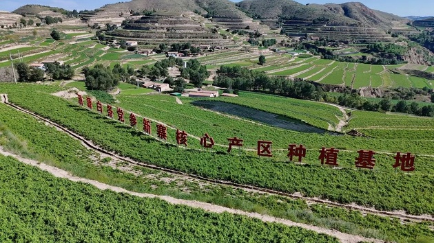 甘肅渭源：以GAP基地建設撐中藥材產業全鏈條升級