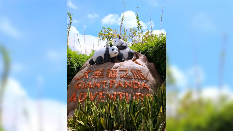 有片 | 劉慕裳與熊貓姊弟可愛互動 海洋公園：為參與全運會的運動員打氣