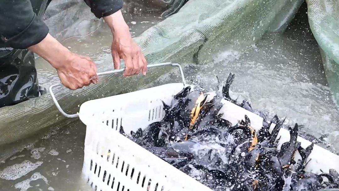 【視聽山東】黑錦鯉「游」出富民好產業