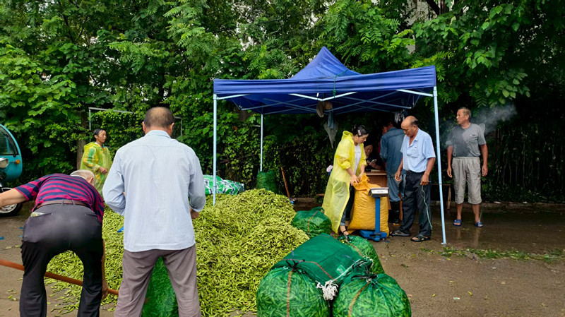 豐富「菜籃子」鼓起「錢袋子」 皖休寧萬安鎮毛豆喜獲豐收