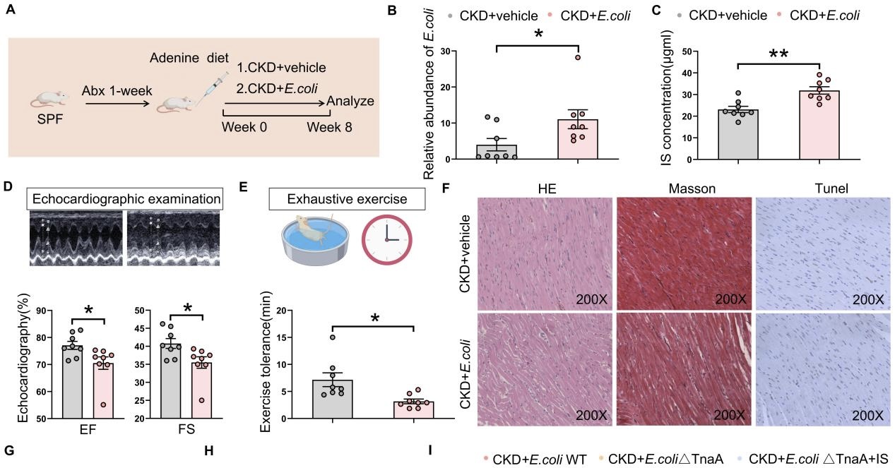 南醫大深圳醫院研究團隊最新成果揭示慢性腎病患者心衰新機制