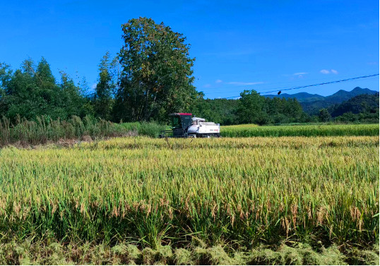 皖休寧縣：風吹稻浪好「豐景」