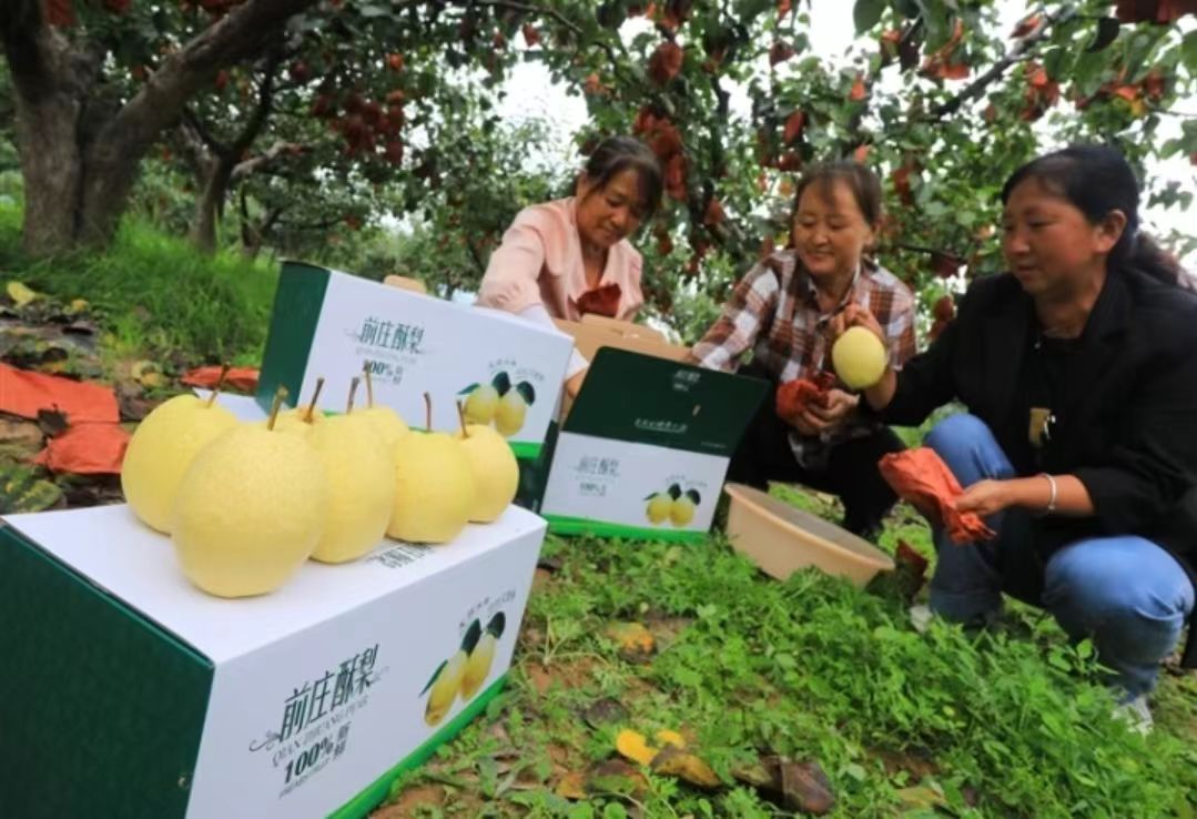 山西榆社：咬一口前莊酥梨  聽50年富民故事