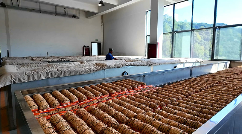 皖祁門：安茶生產全面轉型升級