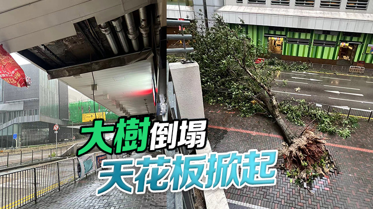 直擊｜「樺加沙」威力大 牛頭角大樹倒塌 淘大花園走廊天花板掀起