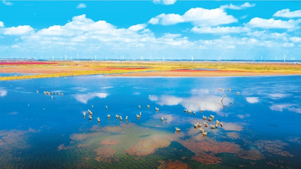 鹽城：生態產業協同 繪就發展新圖景