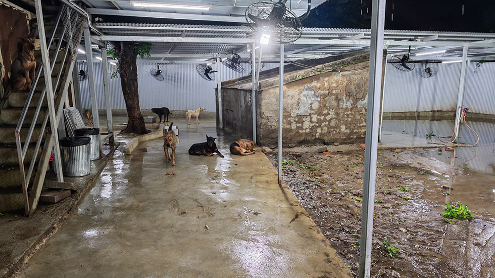 渠務署確認22宗水浸個案 巡查清理240個水浸地點