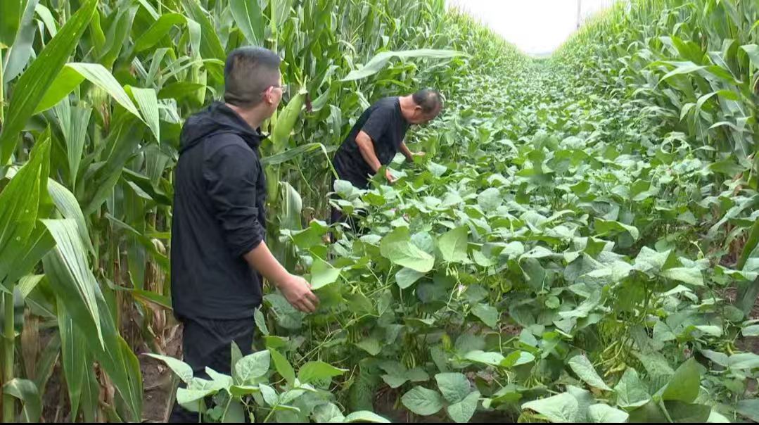 山西祁縣：科技賦能現代農業高質量發展
